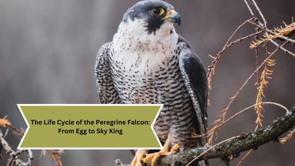 The Life Cycle of the Peregrine Falcon: From Egg to Sky King - Loktak